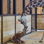 first giraffe