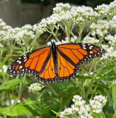 rewild long island