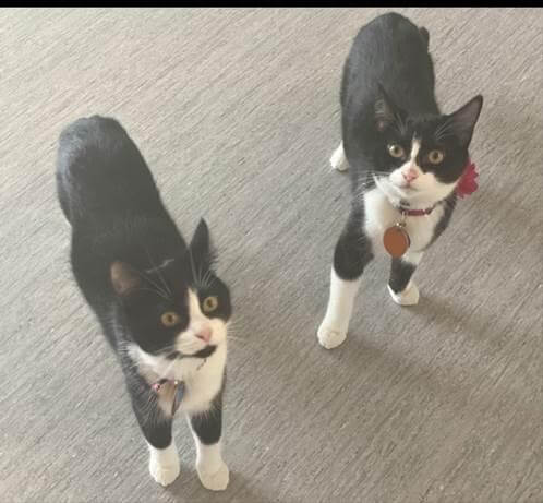 Noodle and Ramen