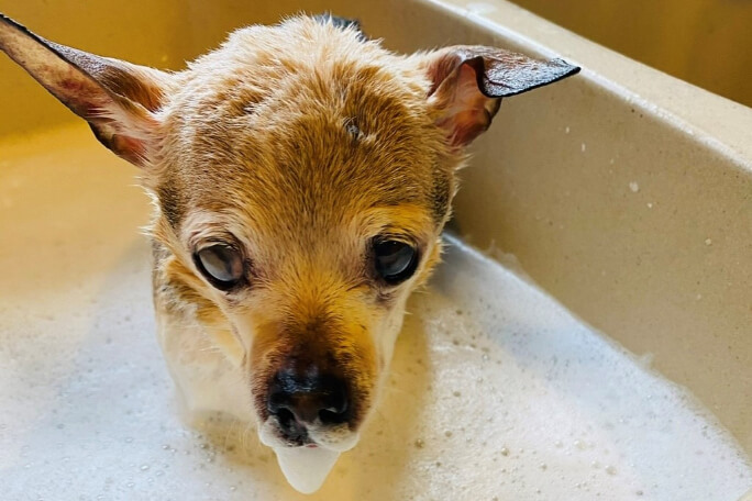 world's oldest dog