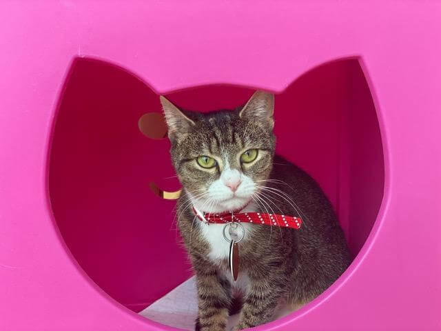 Pippa