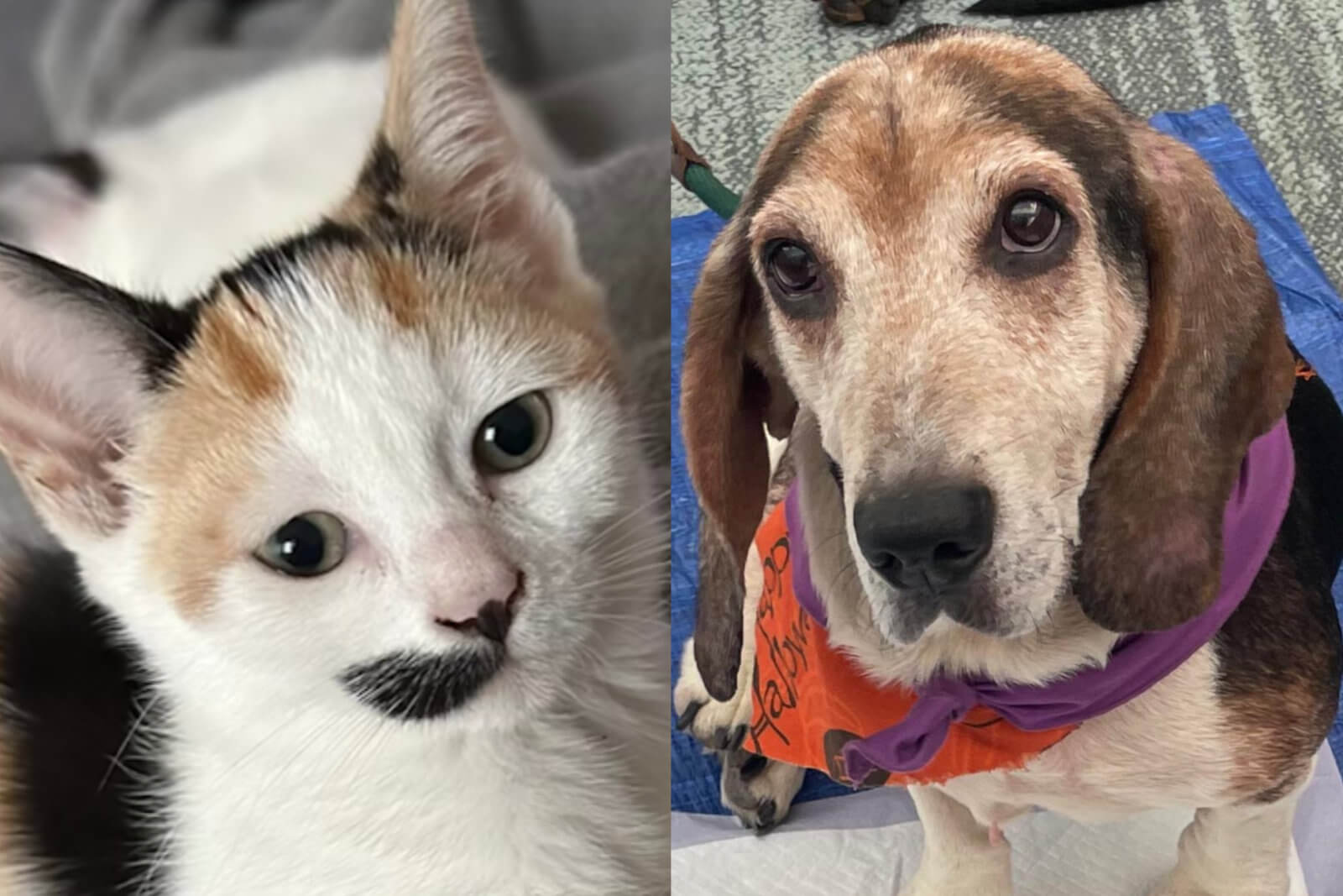 Adopt One of Many Cutie Pie Pets in Animal Shelters on Long Island