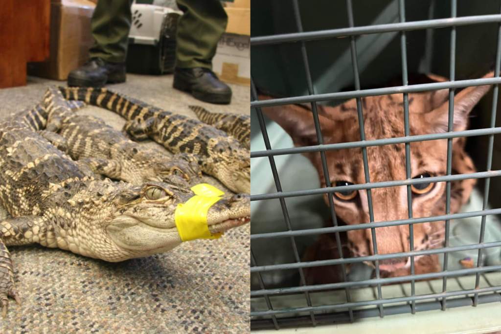 New Suffolk Law Would Ban Exotic Animals in Traveling Performances