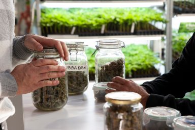 Jars full of dried cannabis flowering tops, on a table. Seller and buyer.