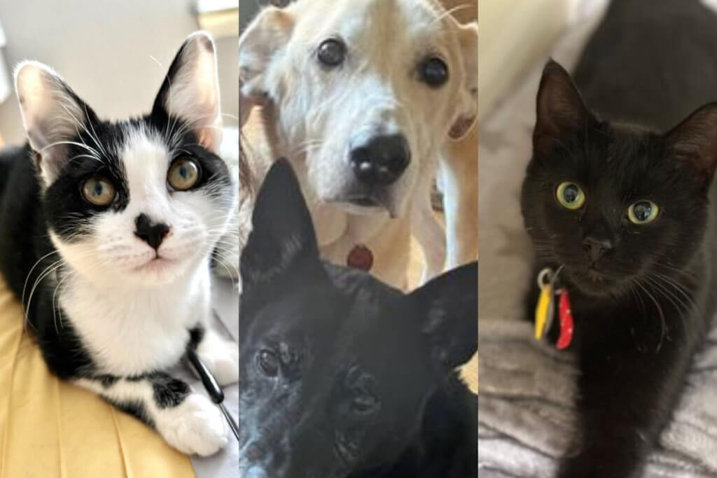 pets to adopt