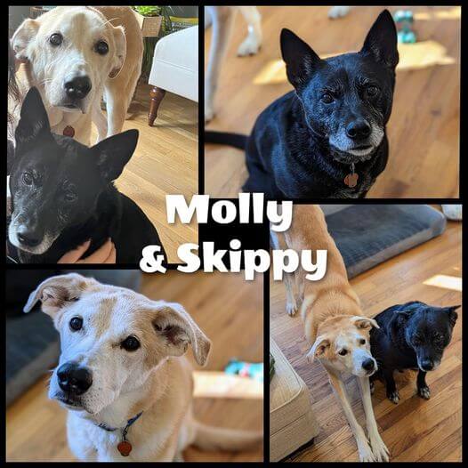 Molly and Skippy