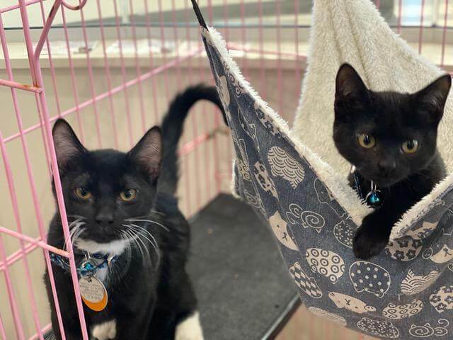 lt. surge and crasher wake