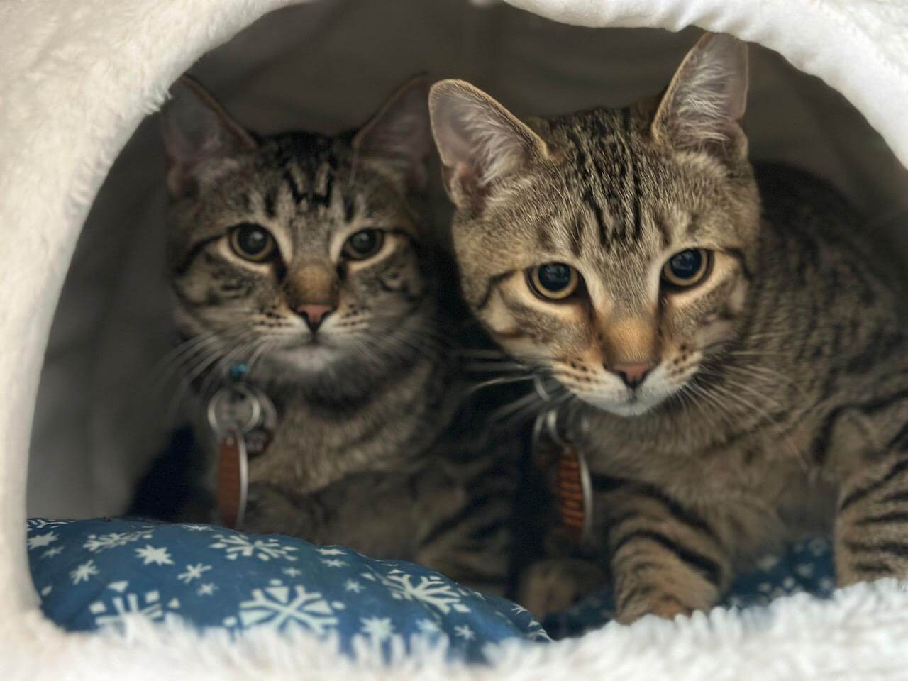 milky way and snickers