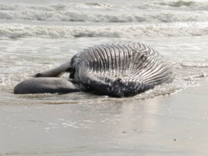whale