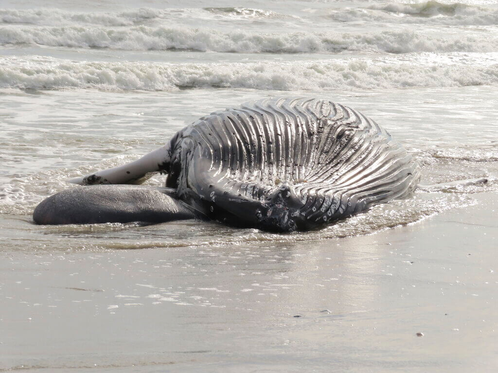 whale