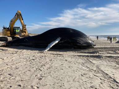 humpback whale