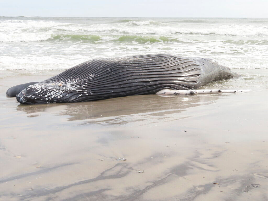 whale deaths