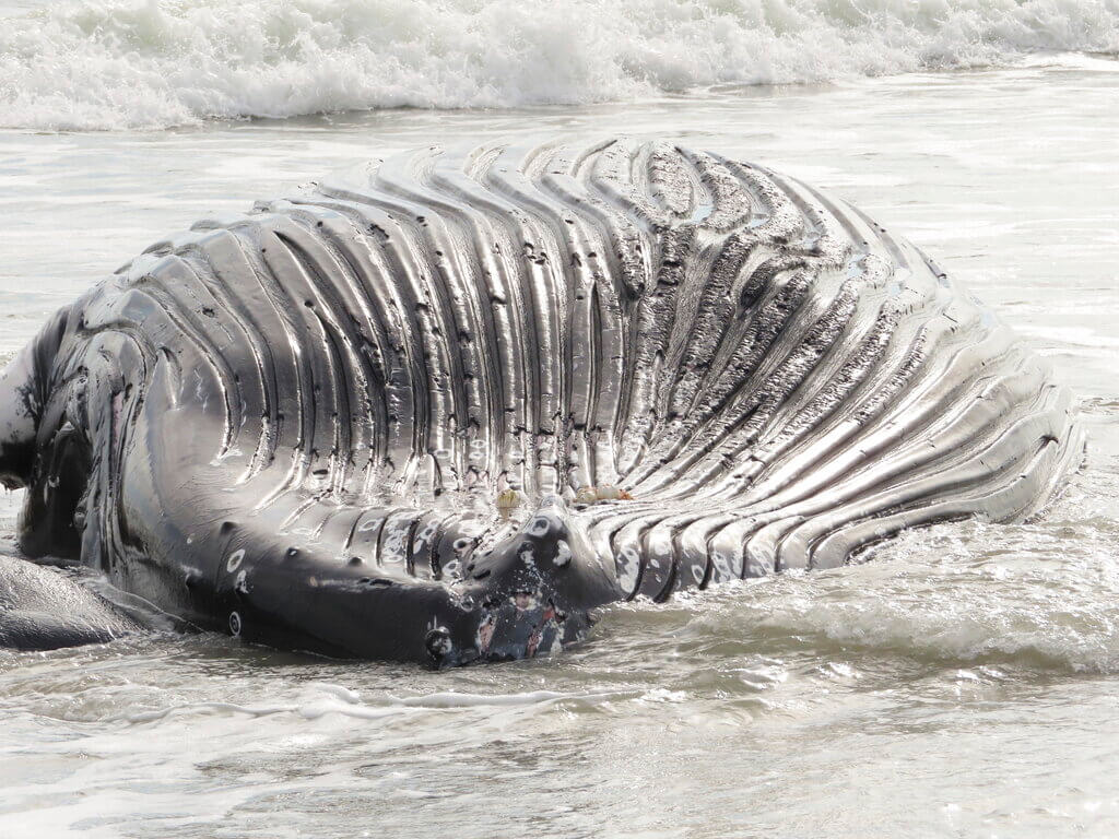 whale deaths