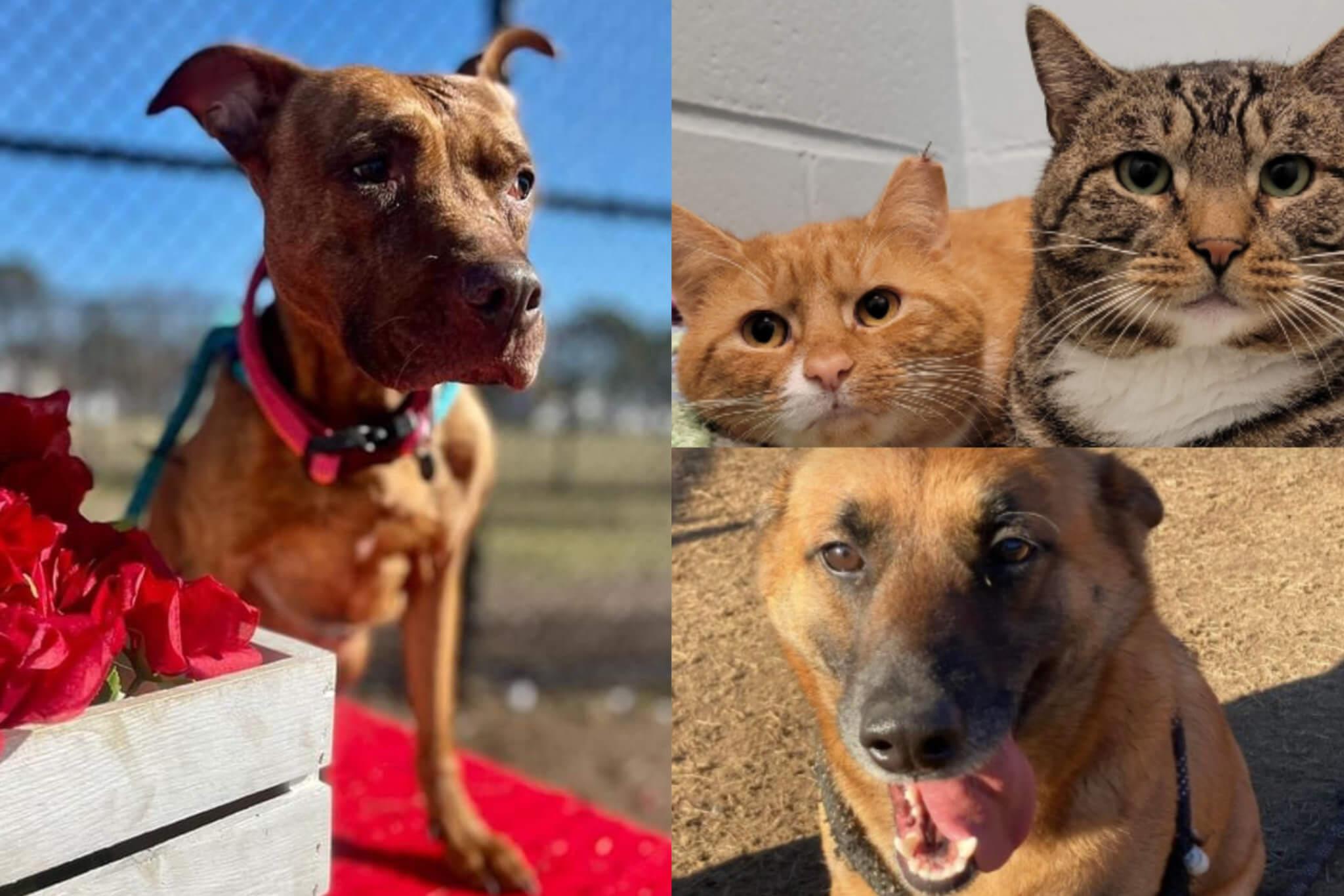 2 Cats & 2 Dogs Available for Adoption on Long Island