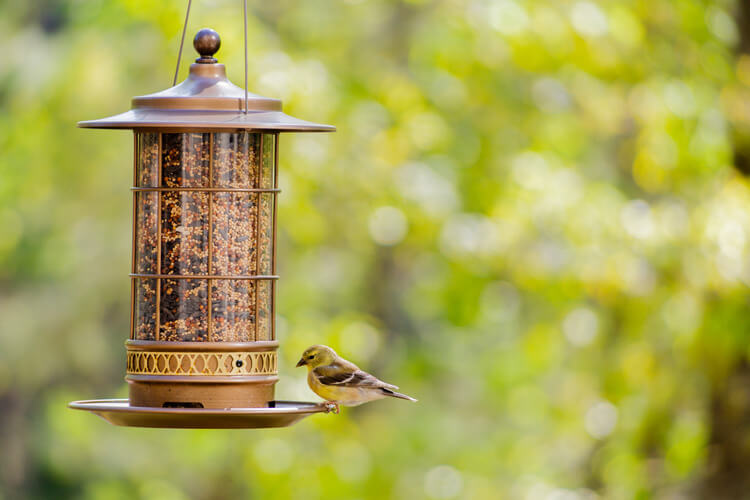 bird feeder