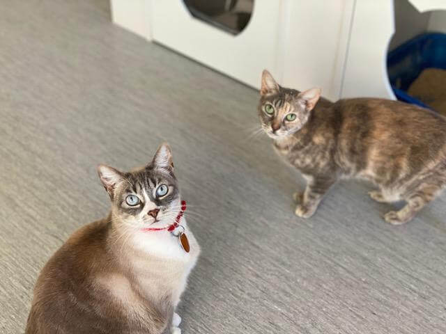 Piper and Pearl