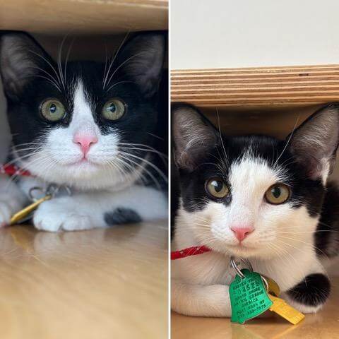 aquebogue and cutchogue