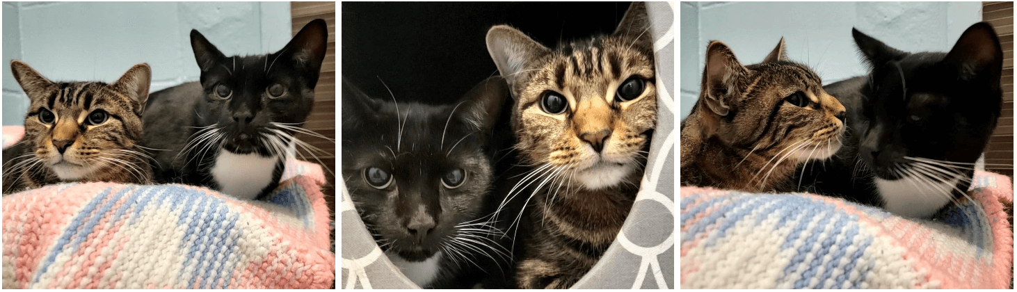 squidward and cocopuff