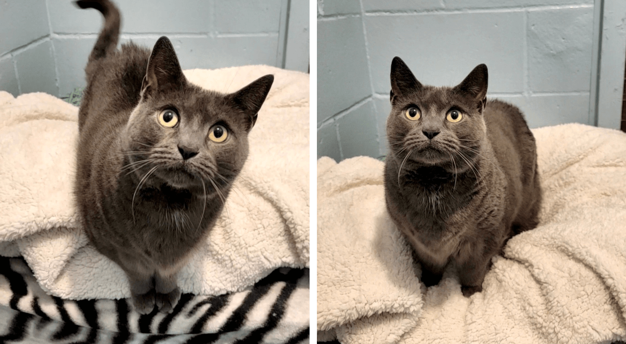 15 Cool Cats Obtainable for Adoption on Lengthy Island 15 Cool Cats Obtainable for Adoption on Lengthy Island