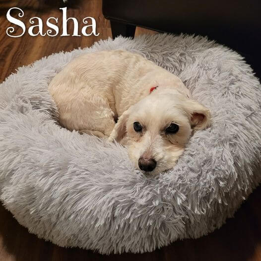 Sasha 1