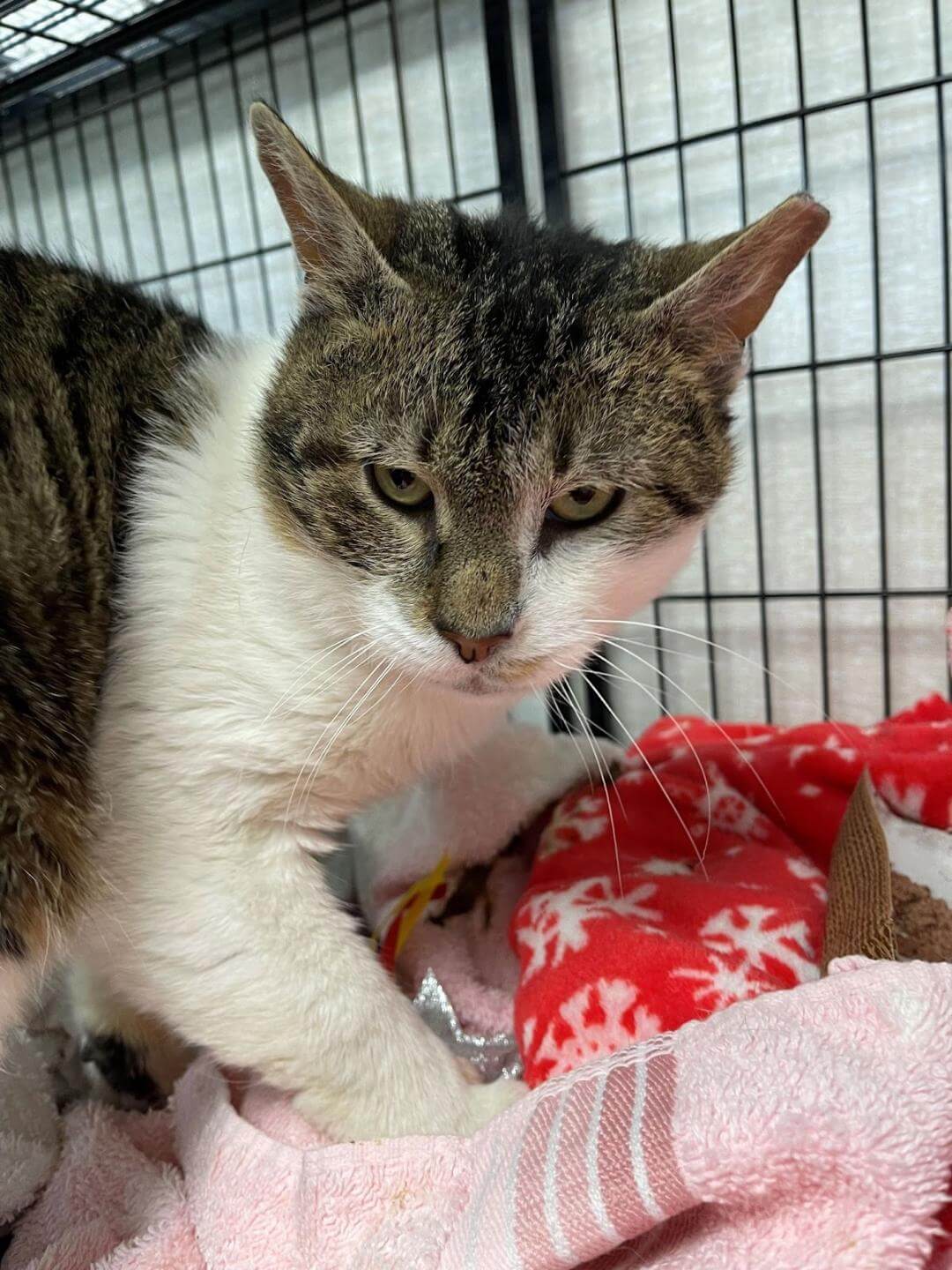Long island feline adoption hot sale center