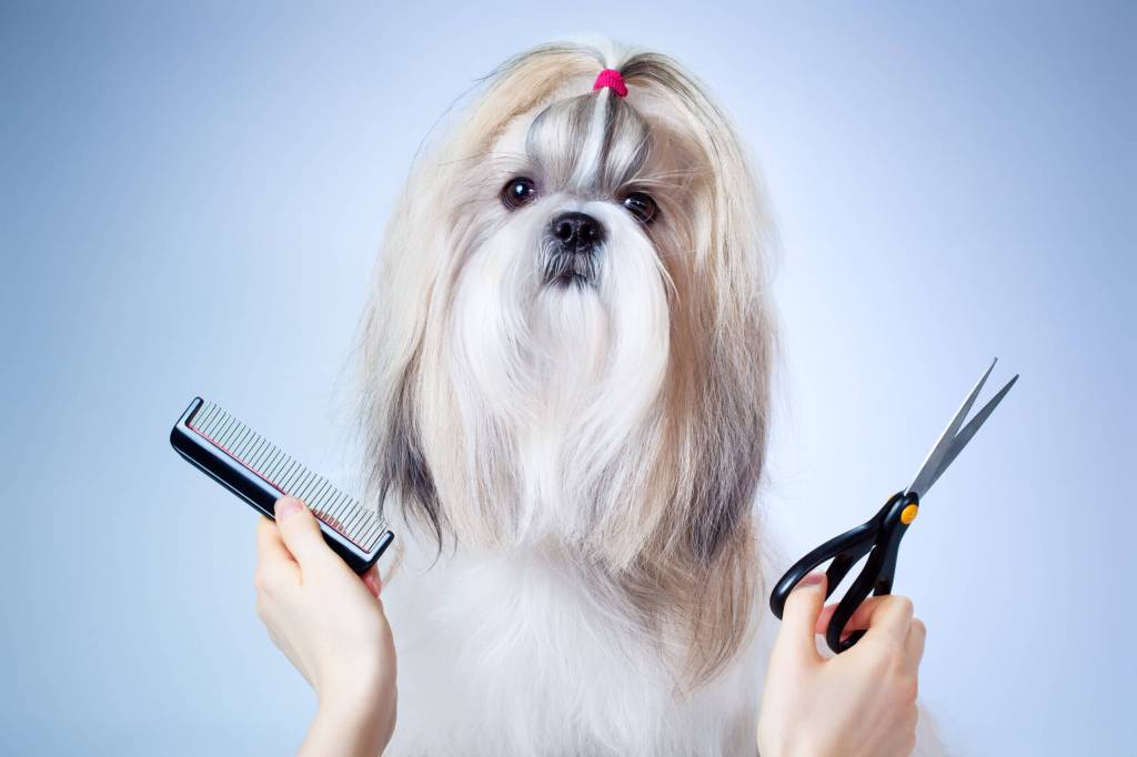 Top Pet Groomers on Long Island