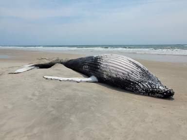dead humpback whale 1