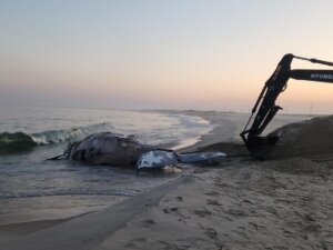whale 1200x900 1