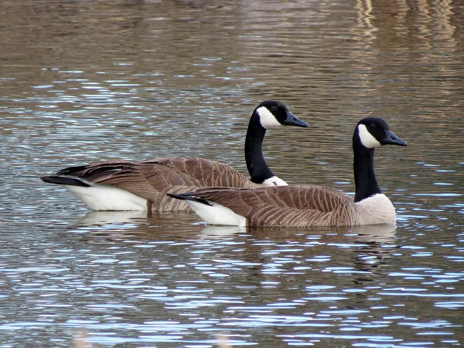 Canada Geese, Love Them or Hate Them, Are Here To Stay On Long Island