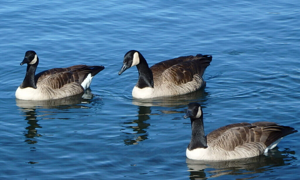 Canada Geese 2