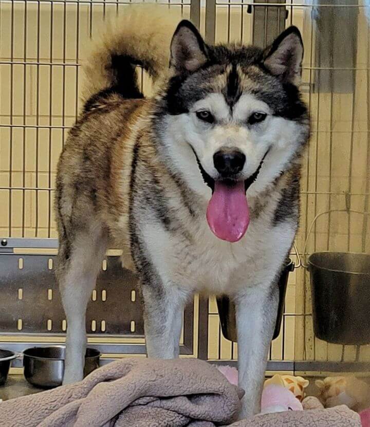 Brighten Up Your Rainy Day With A New Pet! Animals For Adoption On Long Island