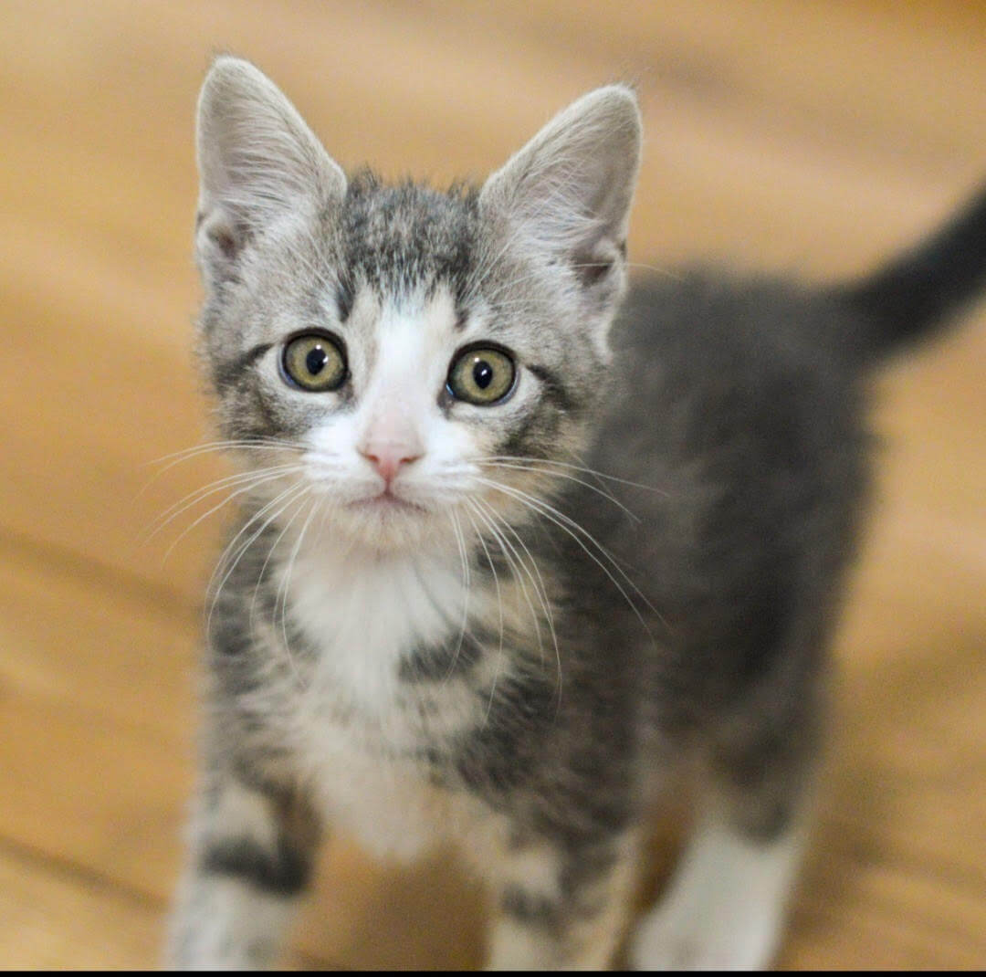 Pets for Adoption at Tender Loving Cats, Inc, in North Babylon, NY