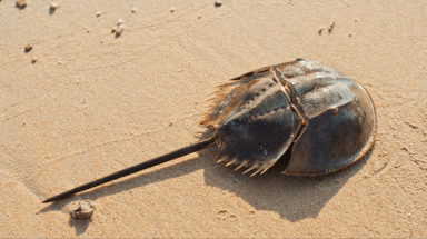 Horseshoe Crabs 1