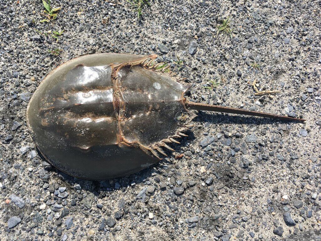 Horseshoe Crabs 2