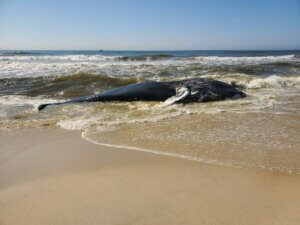 Dead Humpback Whale