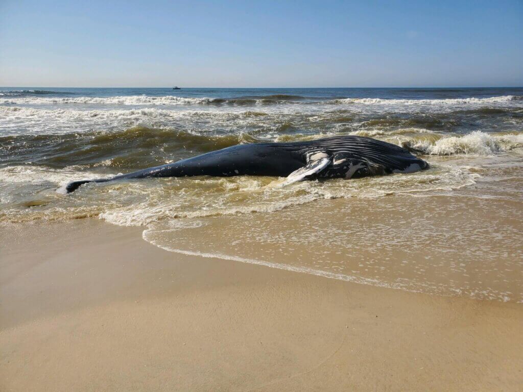 Dead Whale 2