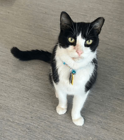 Adoption Felix