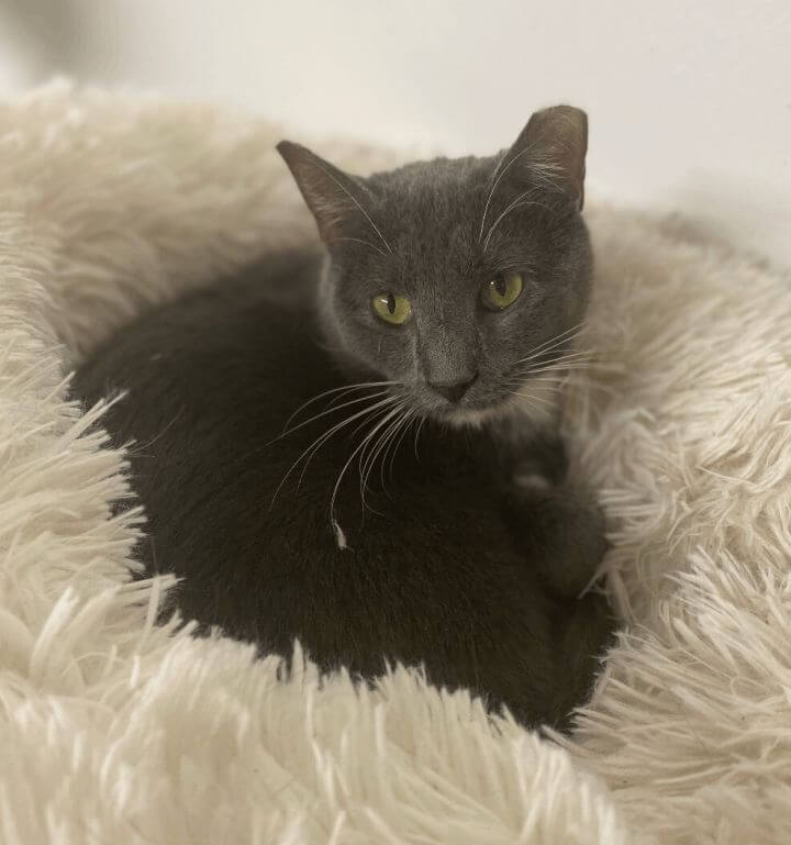 Adoption Tina