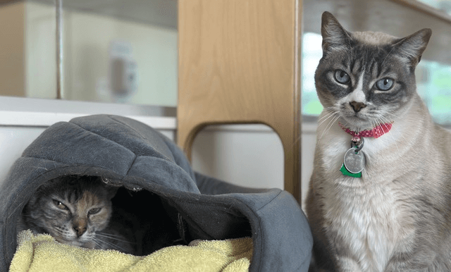 The Importance of North Shore Cat Rescue How You Can Make a Difference