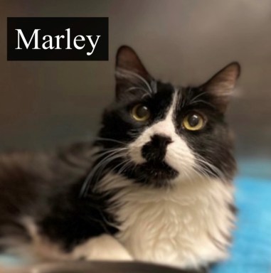 Adoption Marley