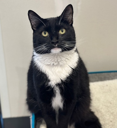 Adoption Amari