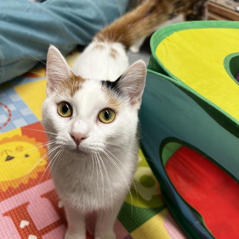 Adoption Bailey