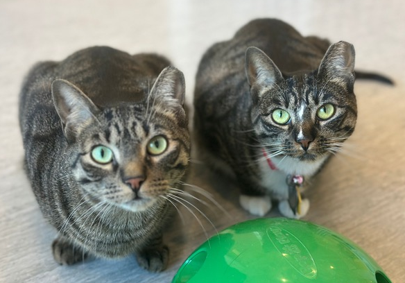 Adoption Bastet