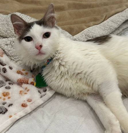 Adoption Donnie