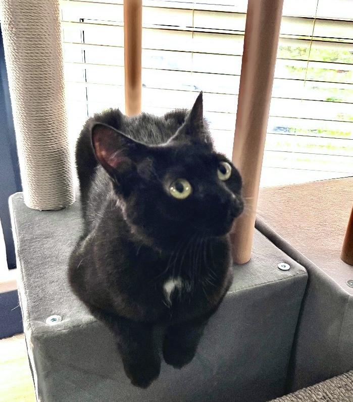 Adoption Licorice
