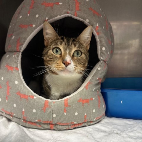 Adoption Lucky