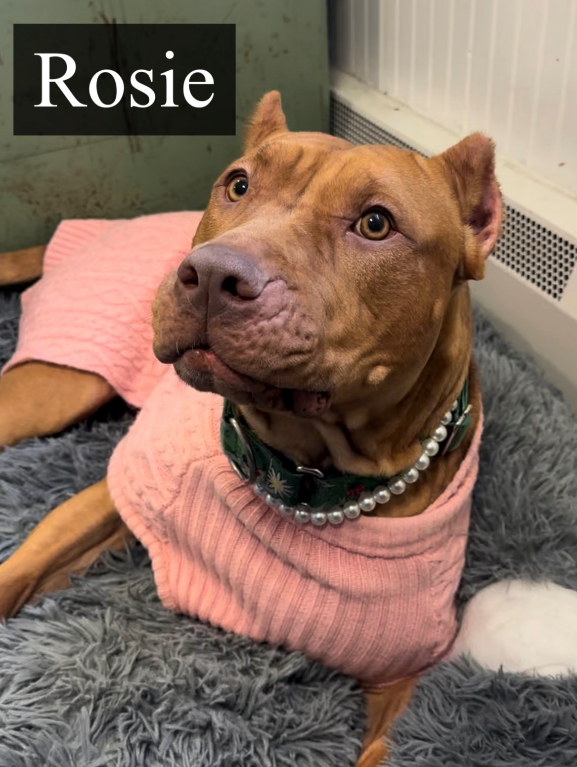 Adoption Rosie
