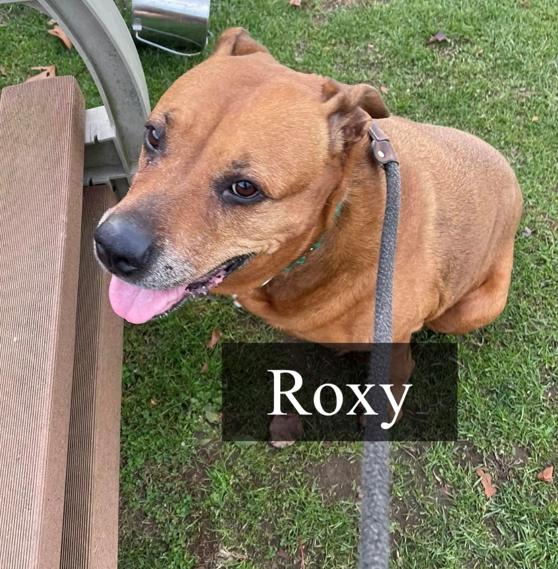 Adoption Roxy