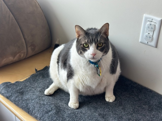 Adoption Sultan