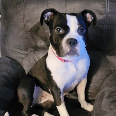 Adoption Tiffany
